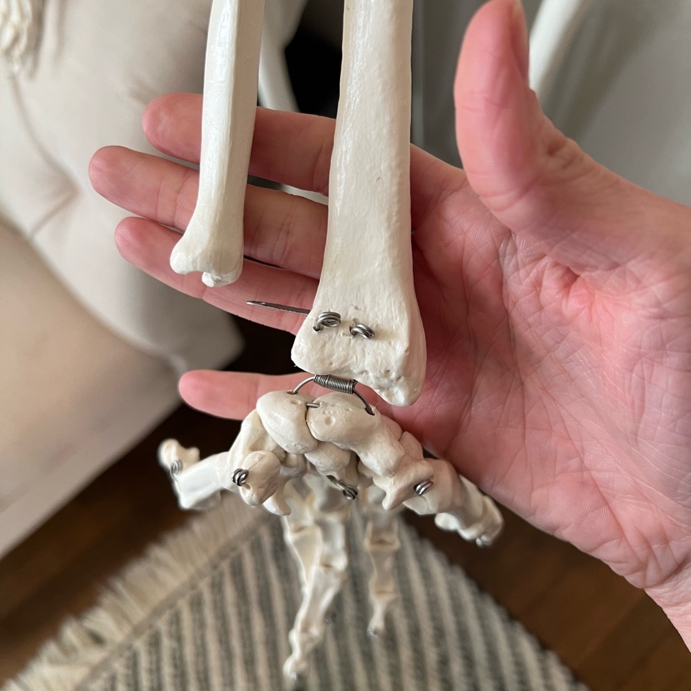 Life-Size Skeleton Model - Picture 3 of 6